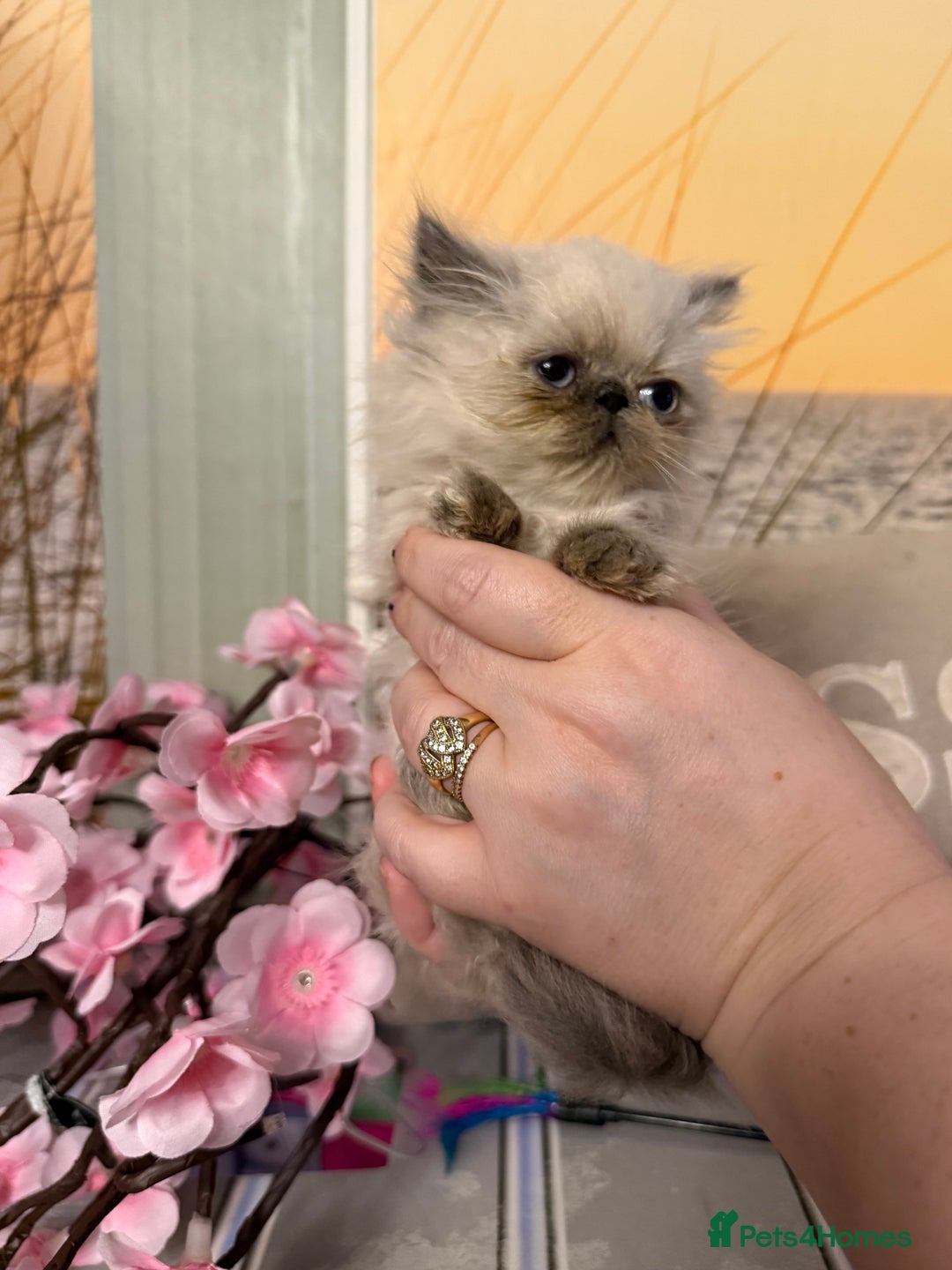Persian cats for sale: Persians colour point  - Image 8