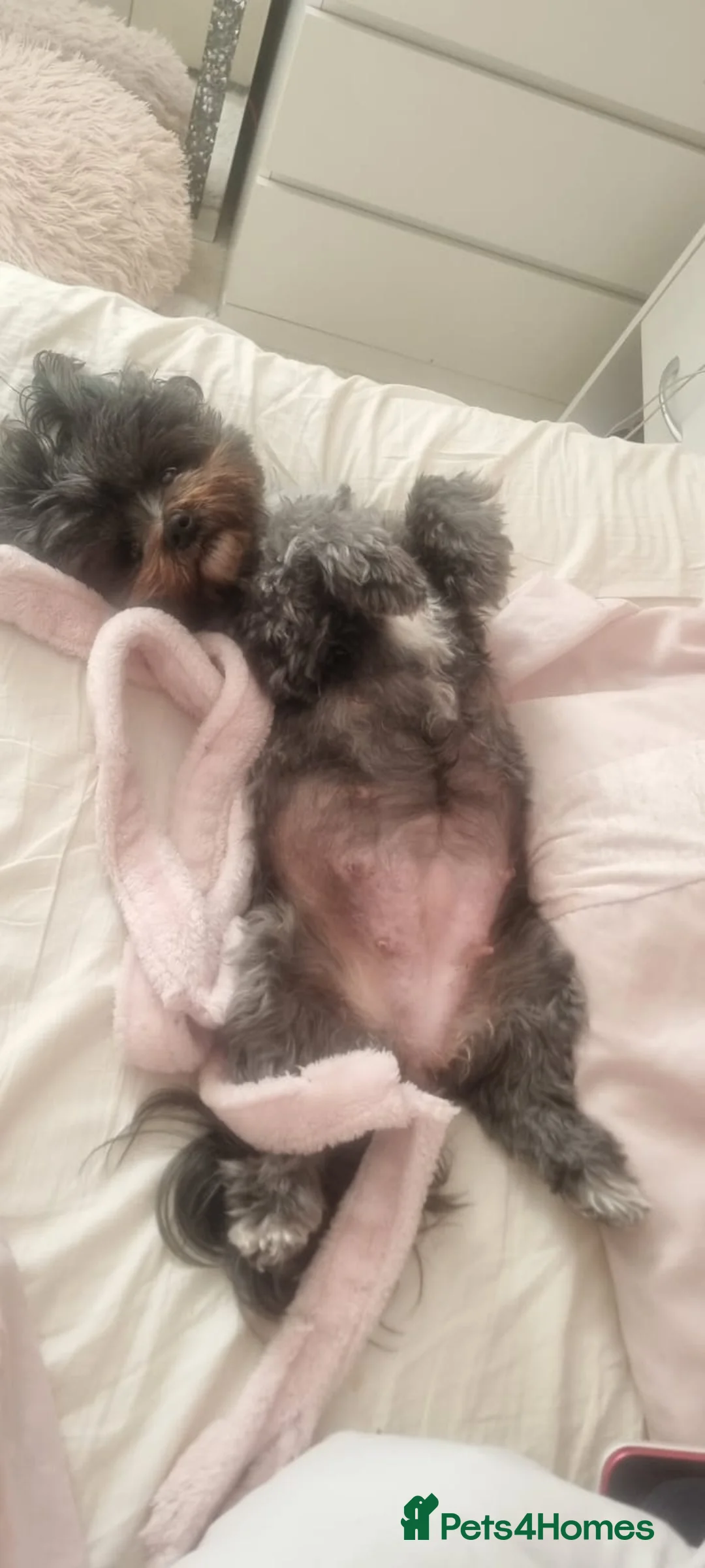 Mixed Breed dogs for sale:   **  Mauxie dog puppies  - Advert 2