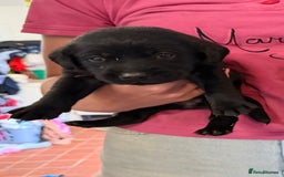 Labrador Retriever dogs for sale: ✨KC reg Lab puppies from health tested parents✨ - Image 10