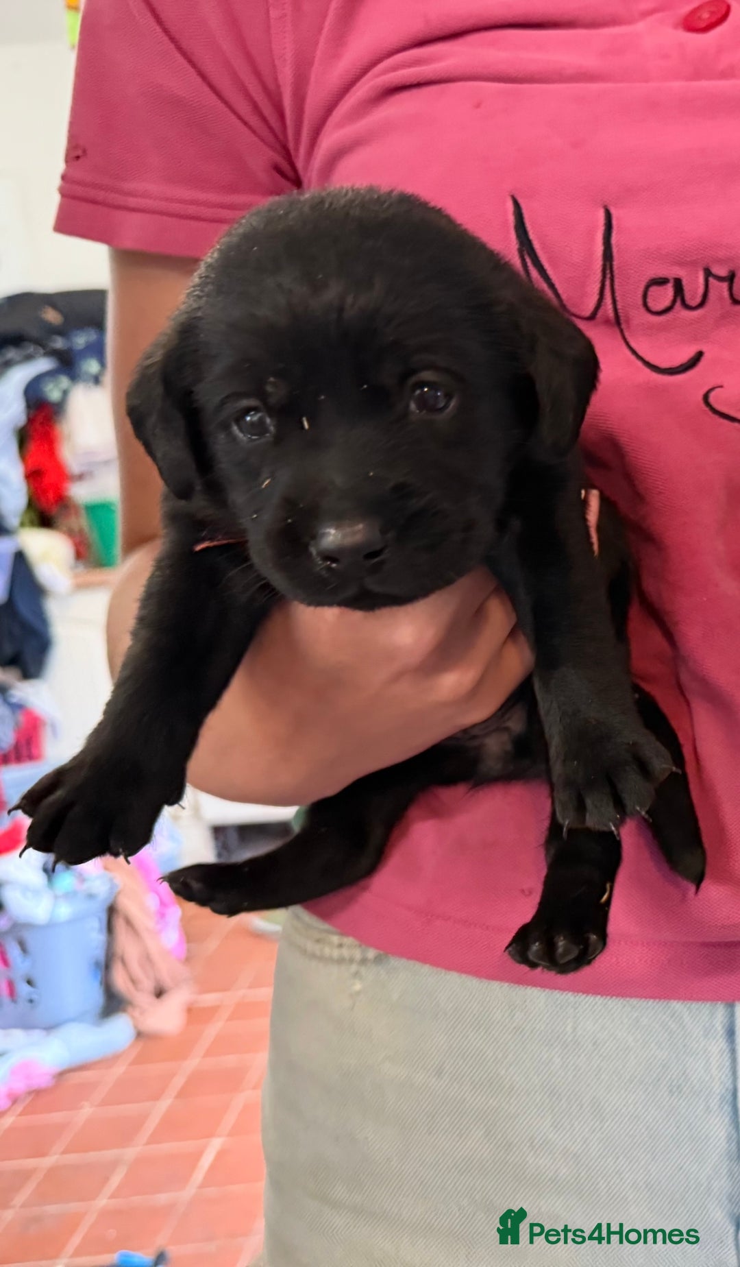 Labrador Retriever dogs for sale: ✨KC reg Lab puppies from health tested parents✨ - Image 10