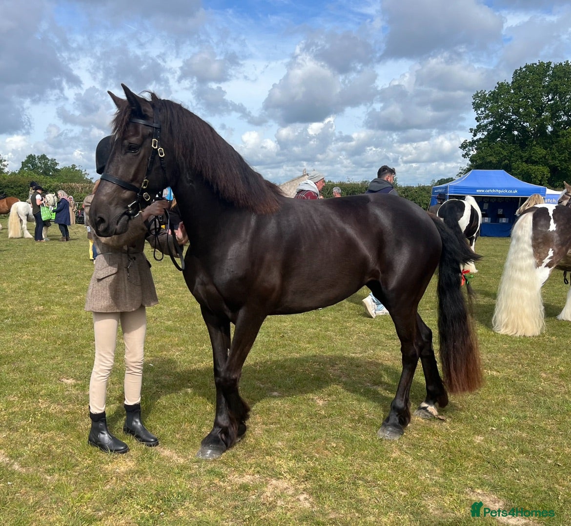Welsh Section D horses Zeela WelshD Mare 🩶 - Advert 1