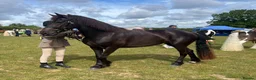 Welsh Section D horses for sale: Zeela WelshD Mare 🩶 in Hemel Hempstead - Advert 1