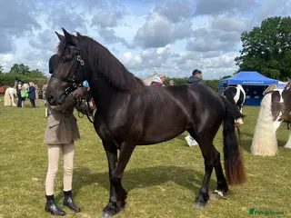 Welsh Section D horses Zeela WelshD Mare 🩶 - Advert 1