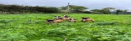 Boxer dogs for sale: Beautiful boxer puppies for sale.  in Londonderry - Advert 8