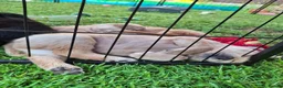 Labrador Retriever dogs for sale: Labrador Pups KC Reg.  - Advert 17