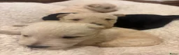 Scottish Terrier dogs for sale: Gorgeous Scottie pups  - Advert 5