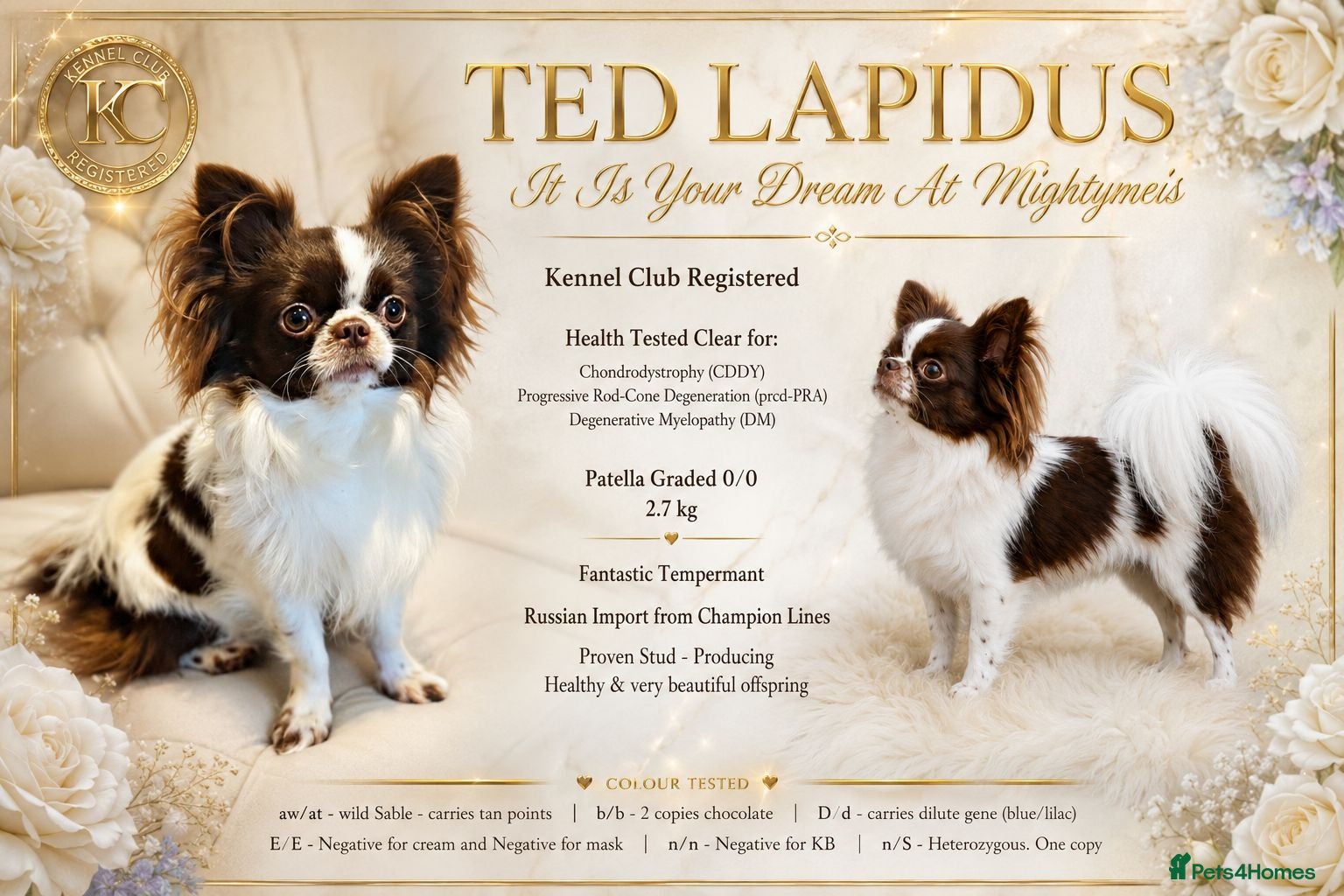 Chihuahua dogs KC reg-Heath Tested-Proven Stud - Advert 19