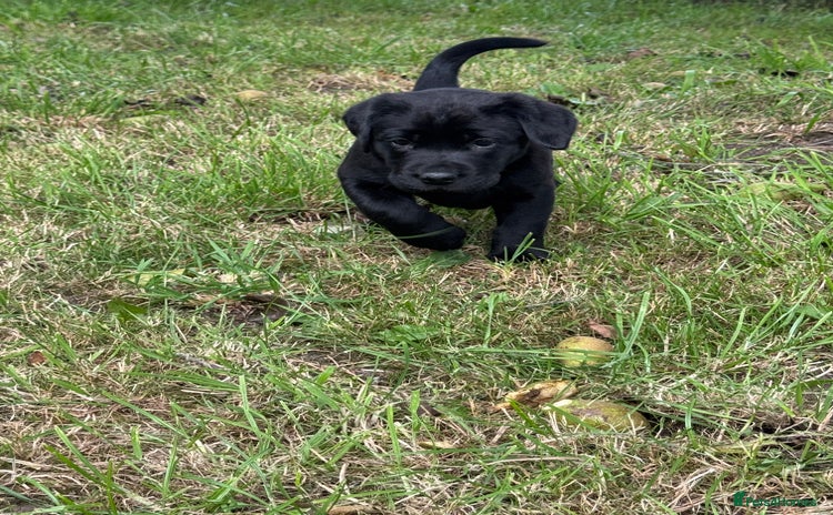 Labrador Retriever dogs - Advert 1