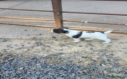 English Springer Spaniel dogs for sale: KC Working English Springer Spaniel puppies  - Image 17
