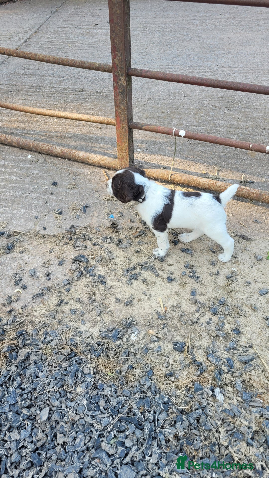 English Springer Spaniel dogs for sale: KC Working English Springer Spaniel puppies  - Image 17