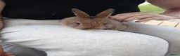 Mixed Breed rabbits for sale: Beautiful baby bunny for sale - Advert 5
