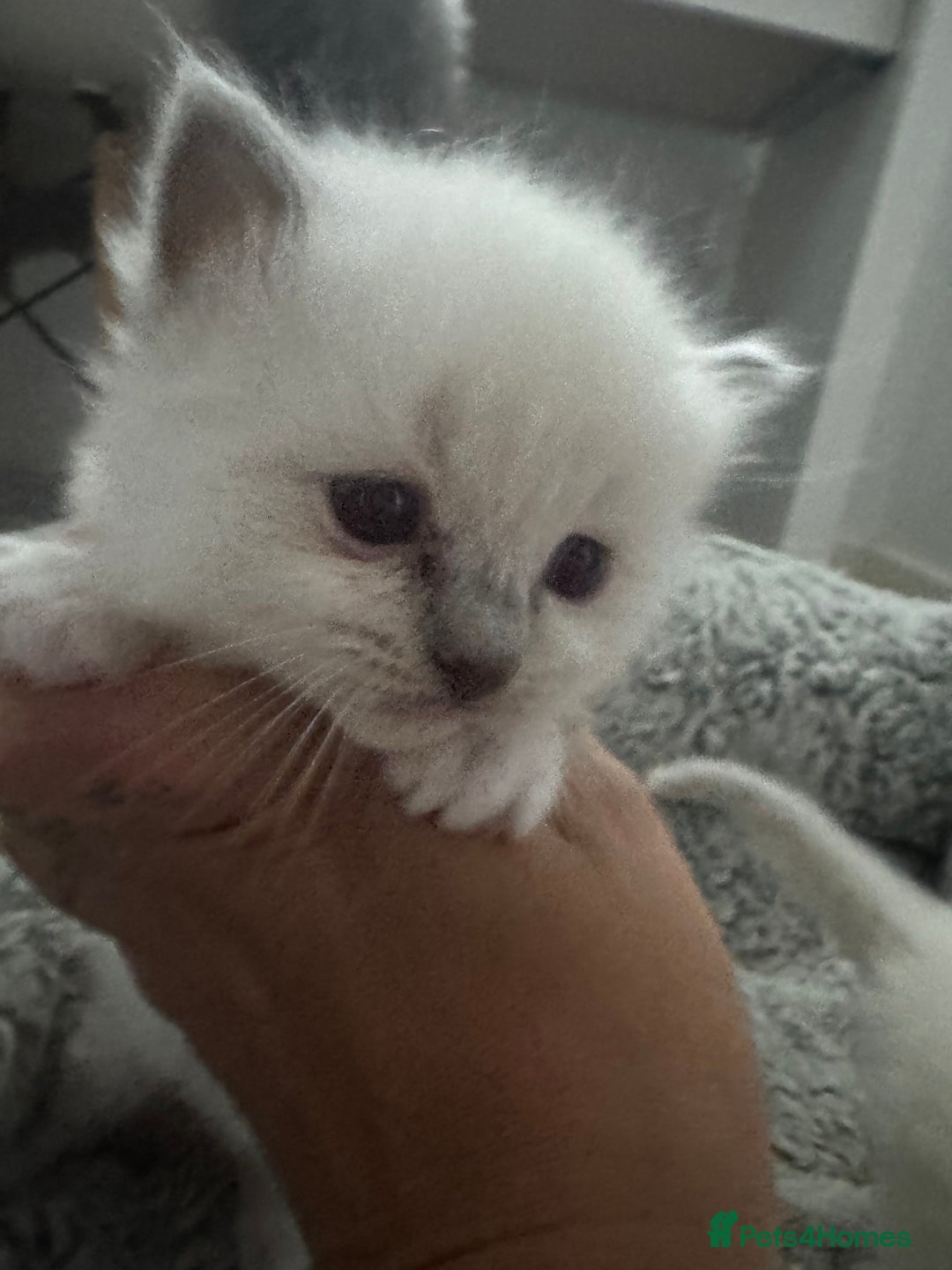 Ragdoll cats for sale: Absolutely Stunning litter of pure Ragdoll kittens - Advert 7