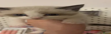 Ragdoll 
