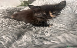 Domestic Shorthair cats for sale: Girl 1 left ❤️😻❤️ 7wks and ready to leave  - Image 12