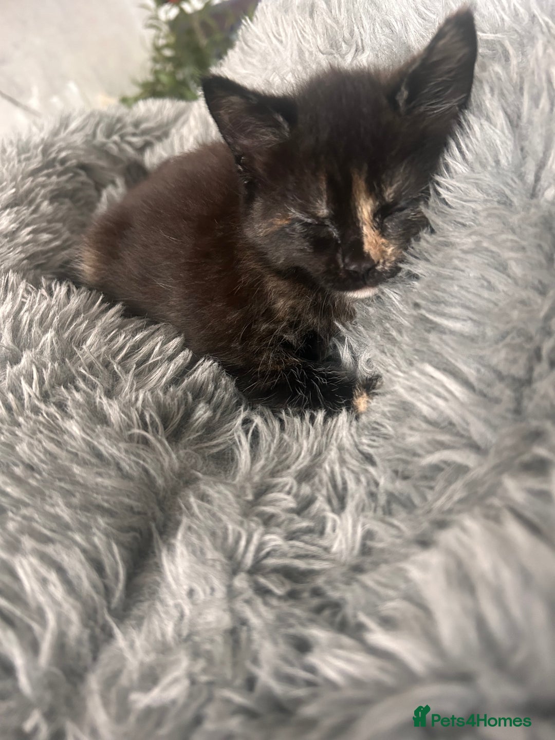 Domestic Shorthair cats for sale: Girl 1 left ❤️😻❤️ 7wks and ready to leave  - Image 12