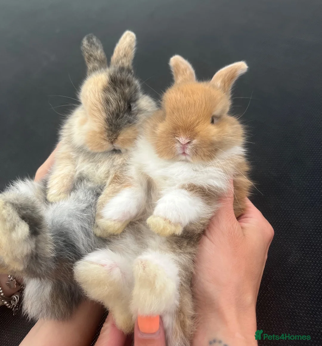 Mini Lop rabbits for sale: Gorgeous baby mini lop boys (bucks) - Advert 2