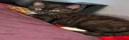 Mixed Breed cats for sale: Bicolor Chocolate Boy - Advert 1