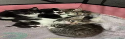 Mixed Breed cats for sale: 3 tabby 3 black and white - Advert 7