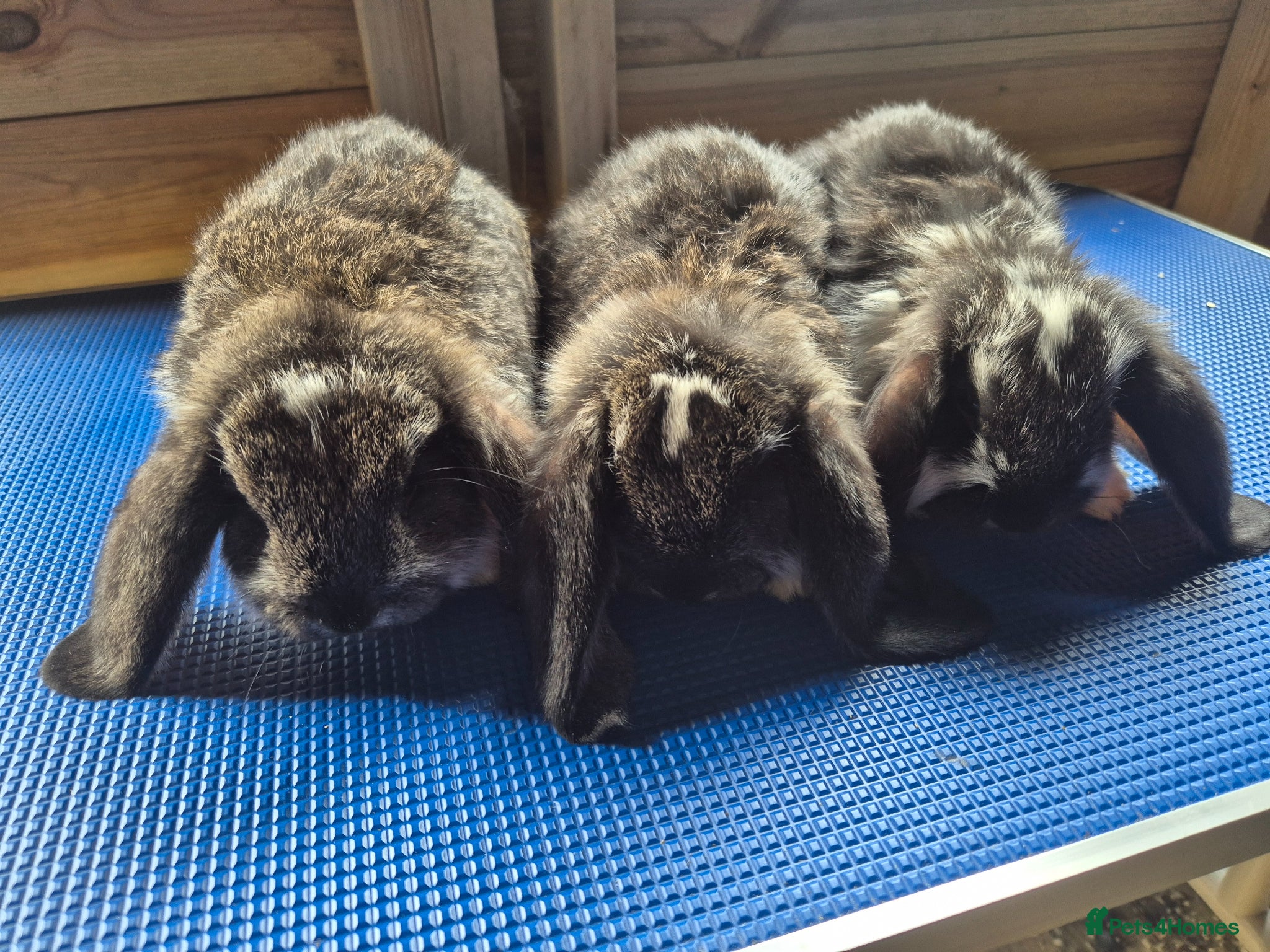 French Lop rabbits French lops  - Advert 3