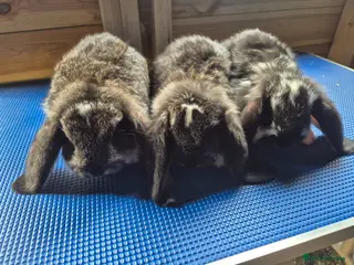 French Lop rabbits French lops - Advert 3