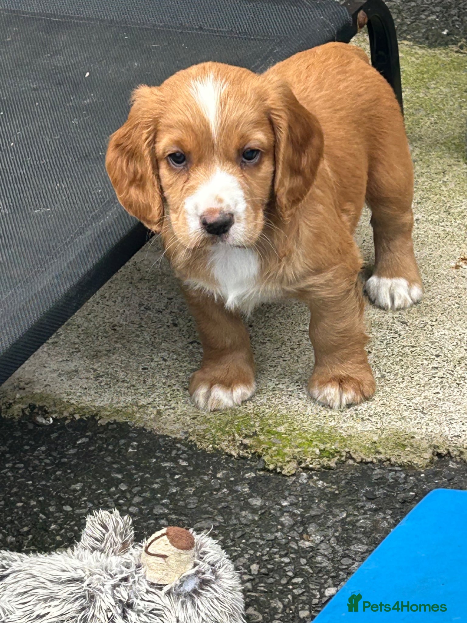 Cocker Spaniel dogs KC registered golden cocker spaniels  - Advert 2