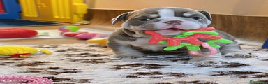 English Bulldog Puppy 2