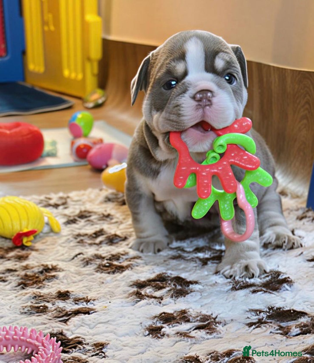 English Bulldog dogs for sale: English Bulldog Pups Fully health Tested Parents  - Advert 8