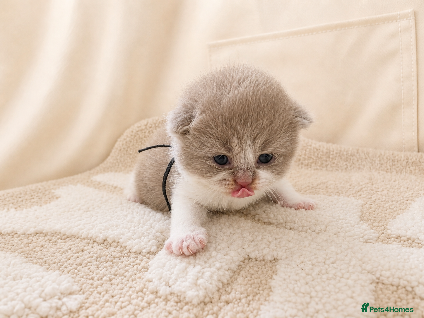 British Shorthair cats Champion British Shorthair kittens *health tested* - Advert 1