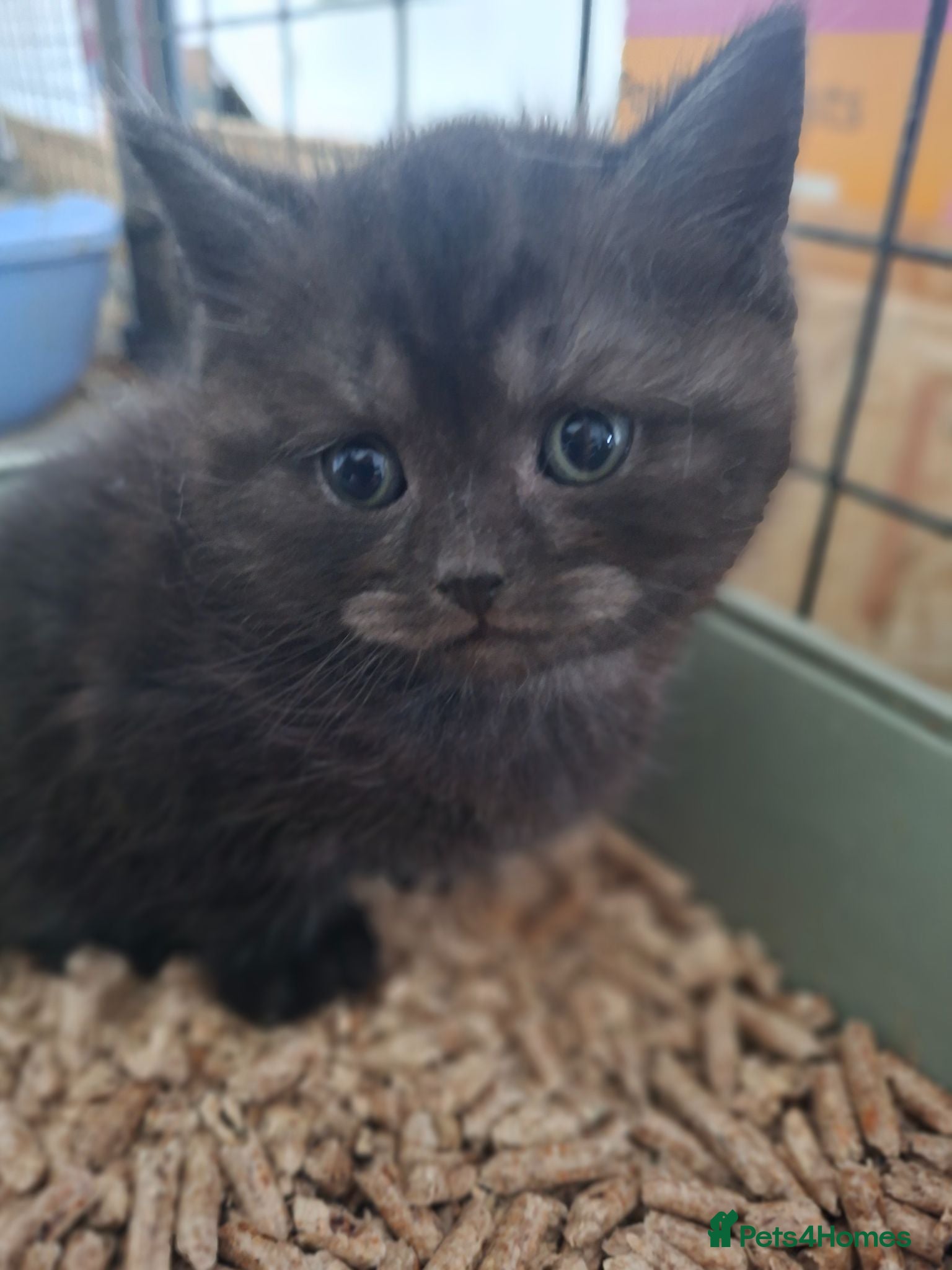 British Shorthair cats Black smoked tabby British Shorthair - Advert 5