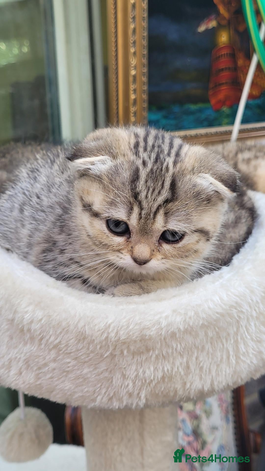 Scottish Fold cats Scottish fold  - Advert 1