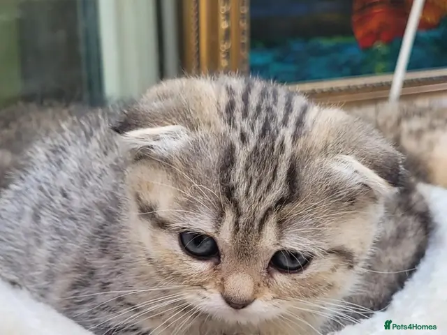 Scottish Fold cats Scottish fold - Advert 1