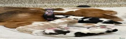 Beagle dogs for sale: Stunning KC registered litter by Campeach beagles. - Advert 6