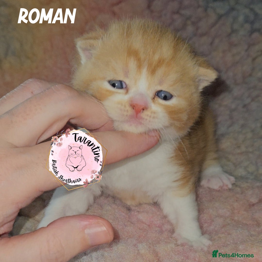 British Shorthair cats for sale: GCCF REGISTERED BRITISH SHORTHAIR KITTENS  - Advert 15