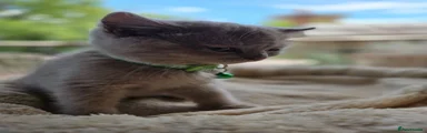 Fawn Girl (Green Collar)