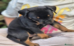 Mixed Breed dogs for sale: F4 STAFFWEILERS - Image 9