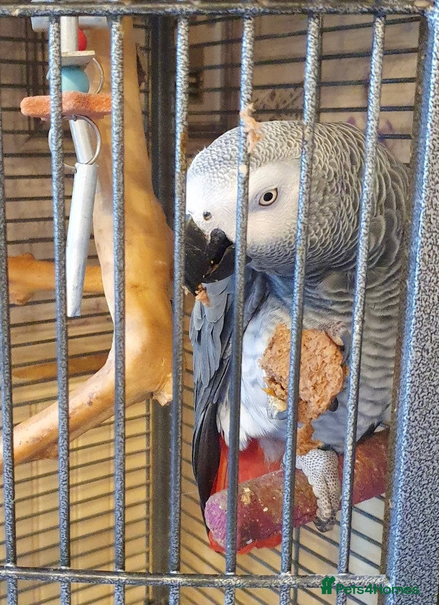 Parrots birds African Grey Parrot  - Advert 1