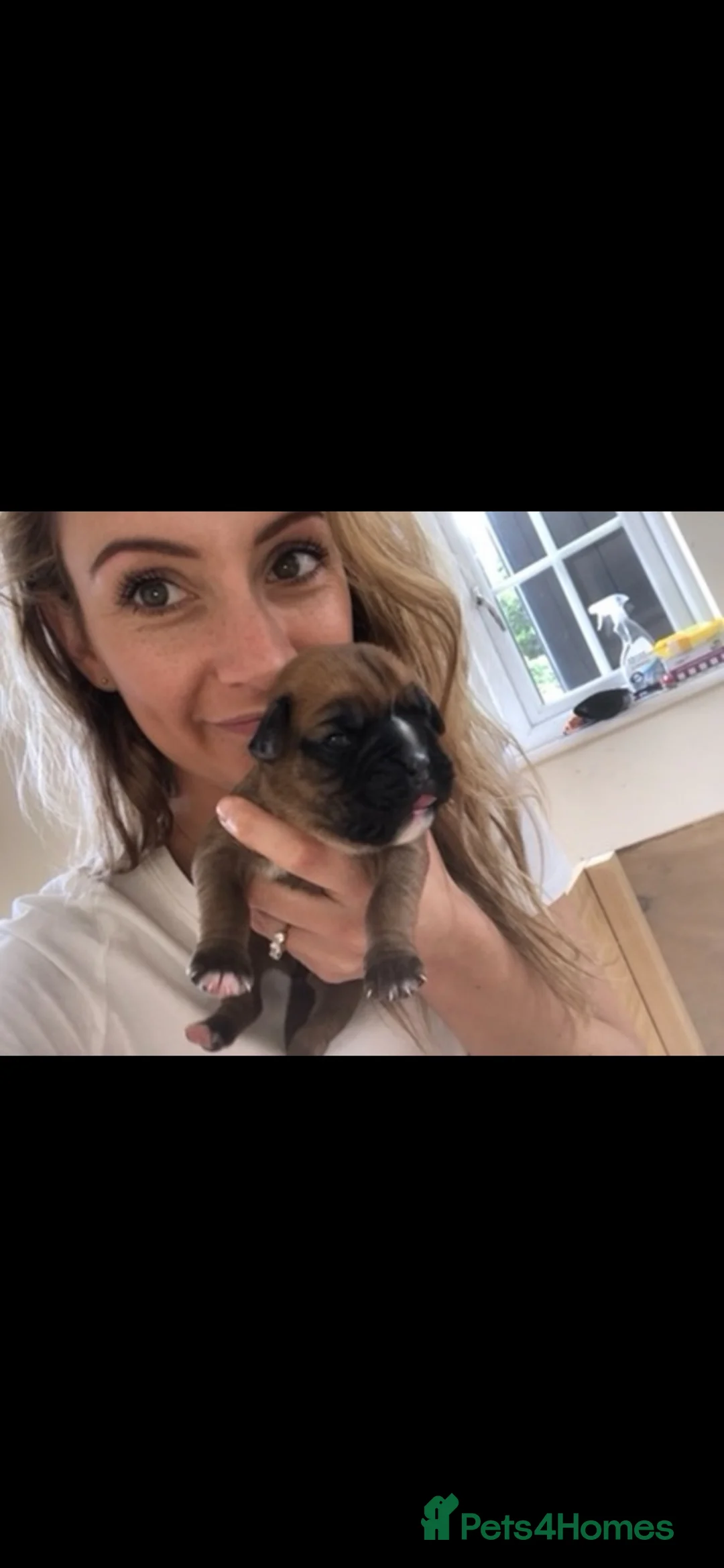 Boxer dogs for sale: Beautiful KC boxer puppies  in Colchester - Advert 2