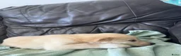 Mixed Breed dogs for sale: 7 beautiful siberian husky x labrador puppies - Advert 29