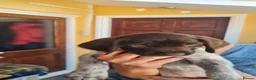 German Wirehaired Pointer dogs for sale: German Wire Haired Pointers - Advert 8