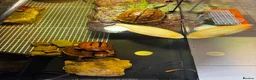 Turtle reptiles for sale: Rare CB  Three-striped Box Turtle for sale - Advert 6