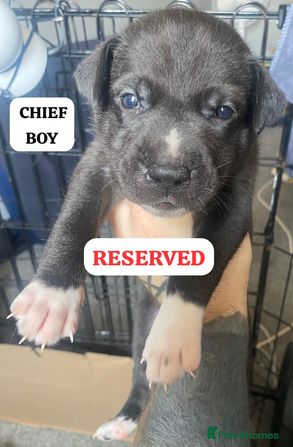 Mixed Breed dogs PRESKY PUPPIES - (SIBERIAN X PRESA) VERY RARE MIX! - Advert 2