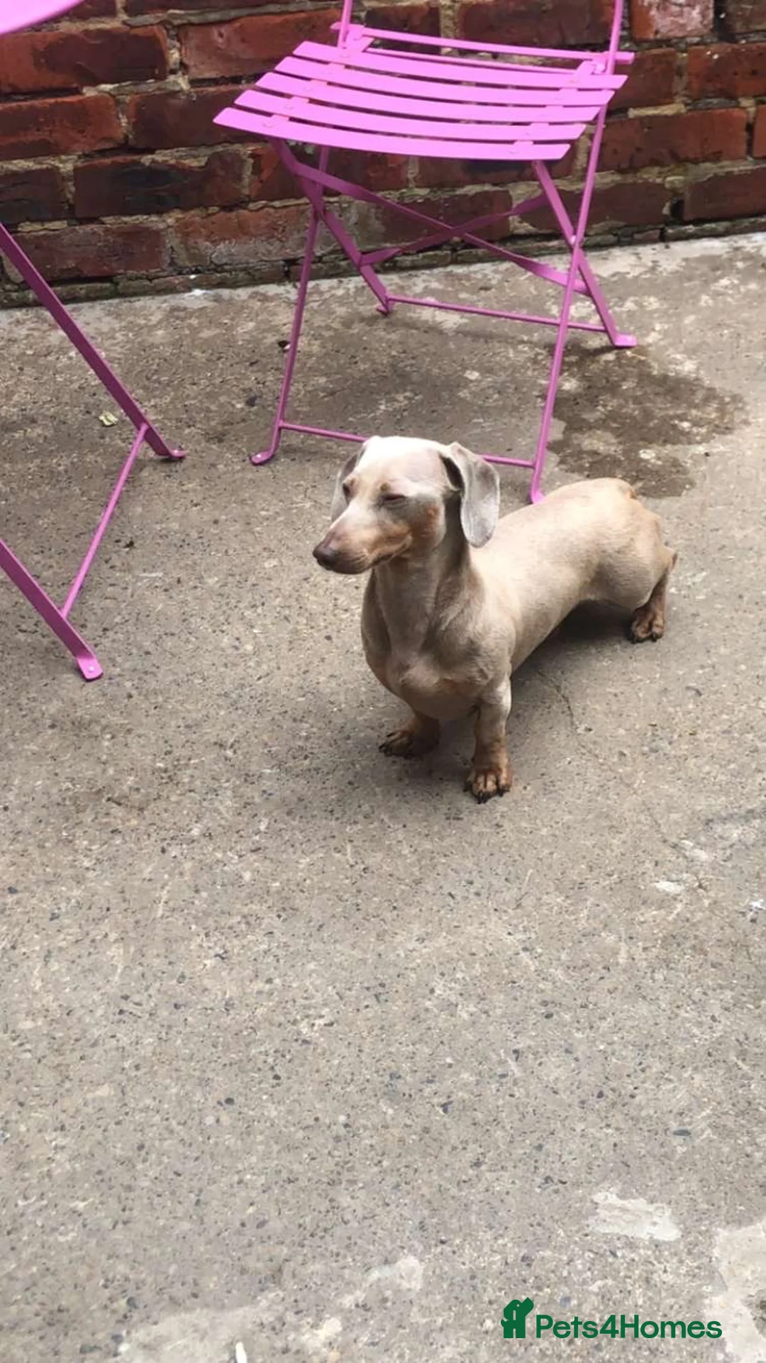 Dachshund dogs for stud: Blue dachshund for stud in Bishop Auckland - Advert 2