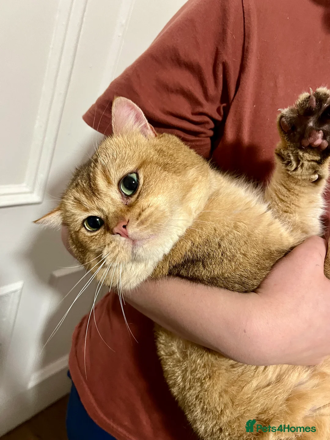 British Shorthair cats for sale: 🐾 Purebred BSH Golden kitten 🐾  - Advert 37