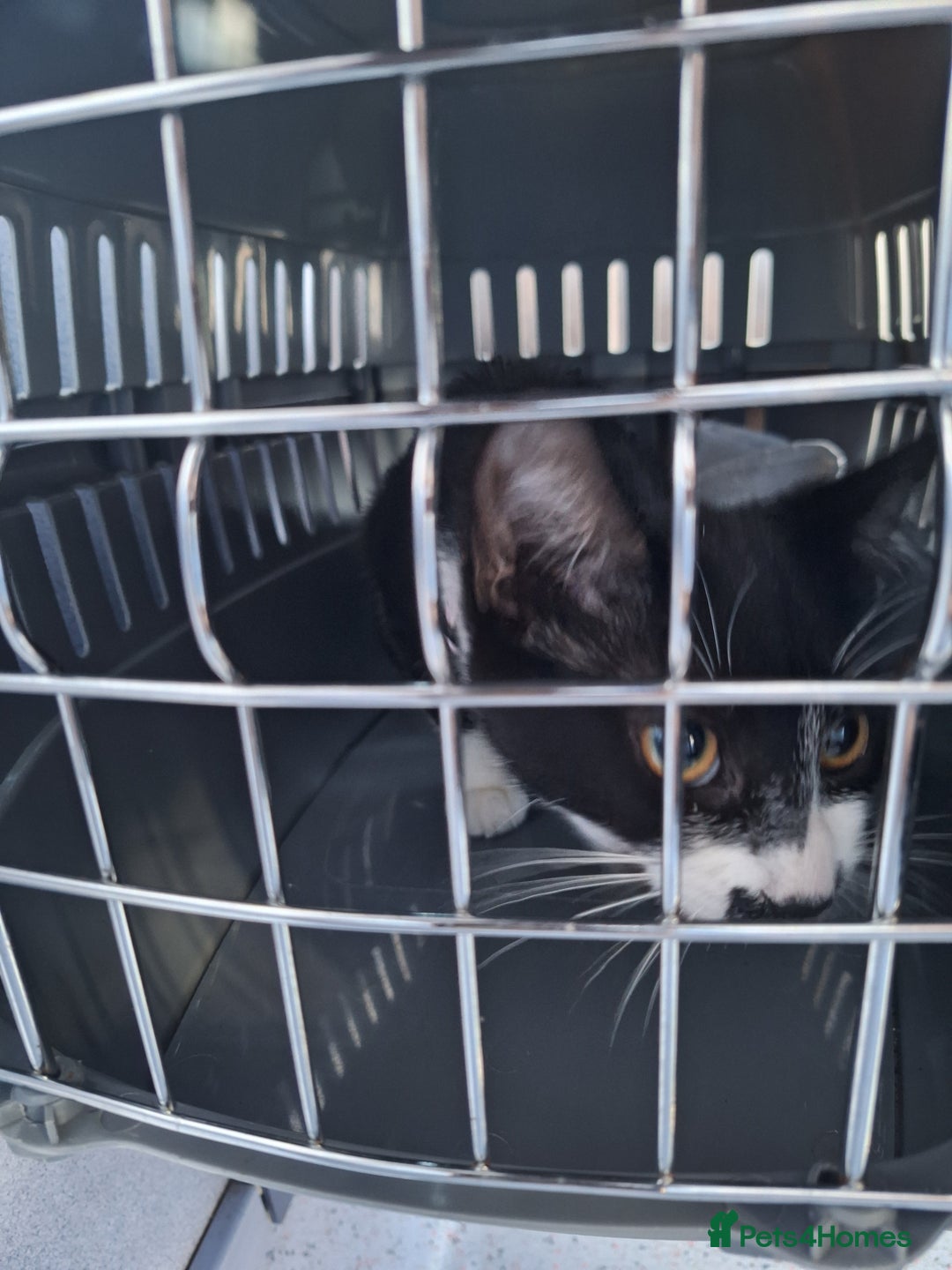 Domestic Shorthair cats for sale: Black and white female kitten  - Image 6