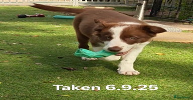 Border Collie dogs - Advert 2