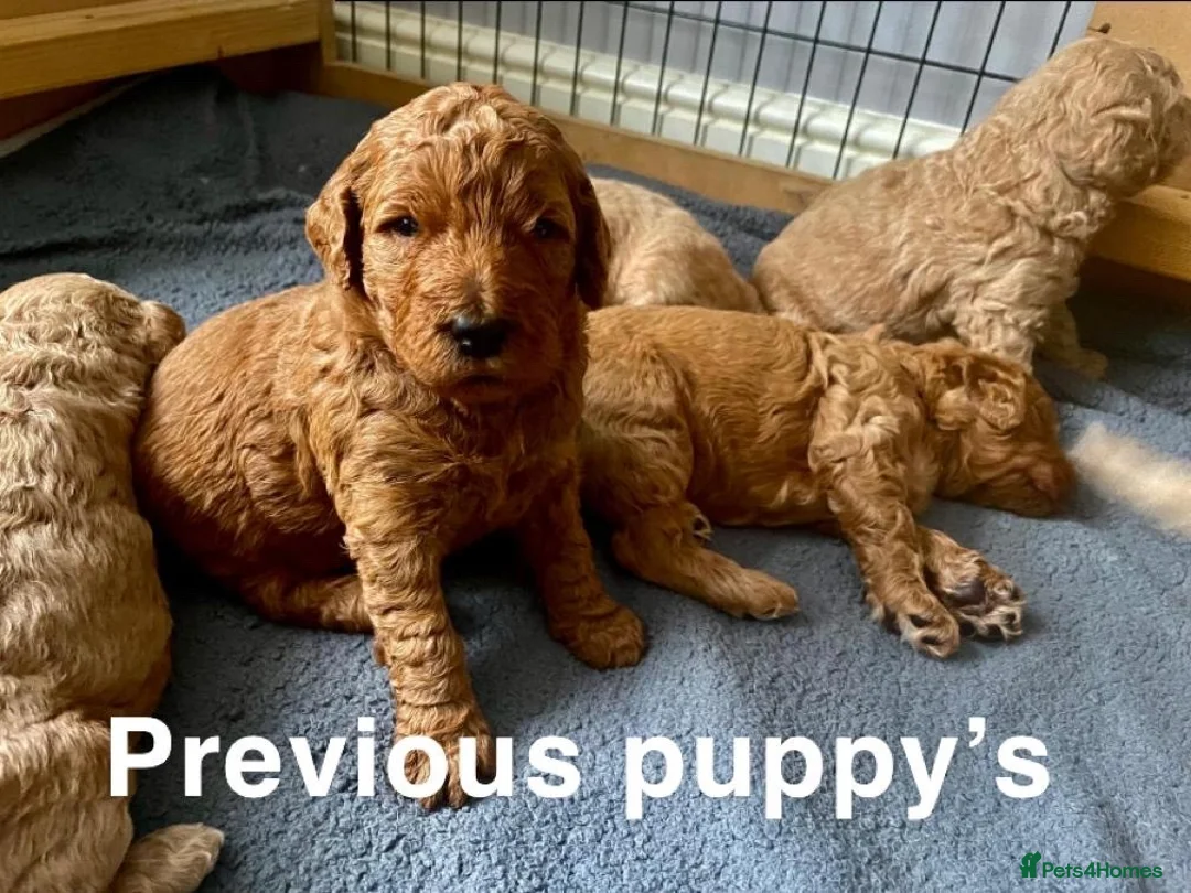 Double Doodle dogs for sale: Nell is expecting Double Doodles  - Advert 20