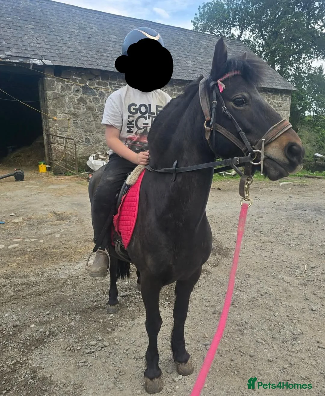 Dartmoor horses for sale: 12.2 Lead rein pony - Advert 2