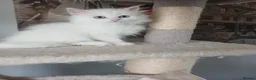 Siberian cats for sale: Purebred Siberian male kittens. - Advert 14