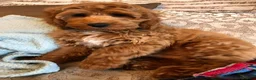 Cockapoo dogs for sale: Cockapoo Puppies by Proven Parents (last litter) - Advert 28