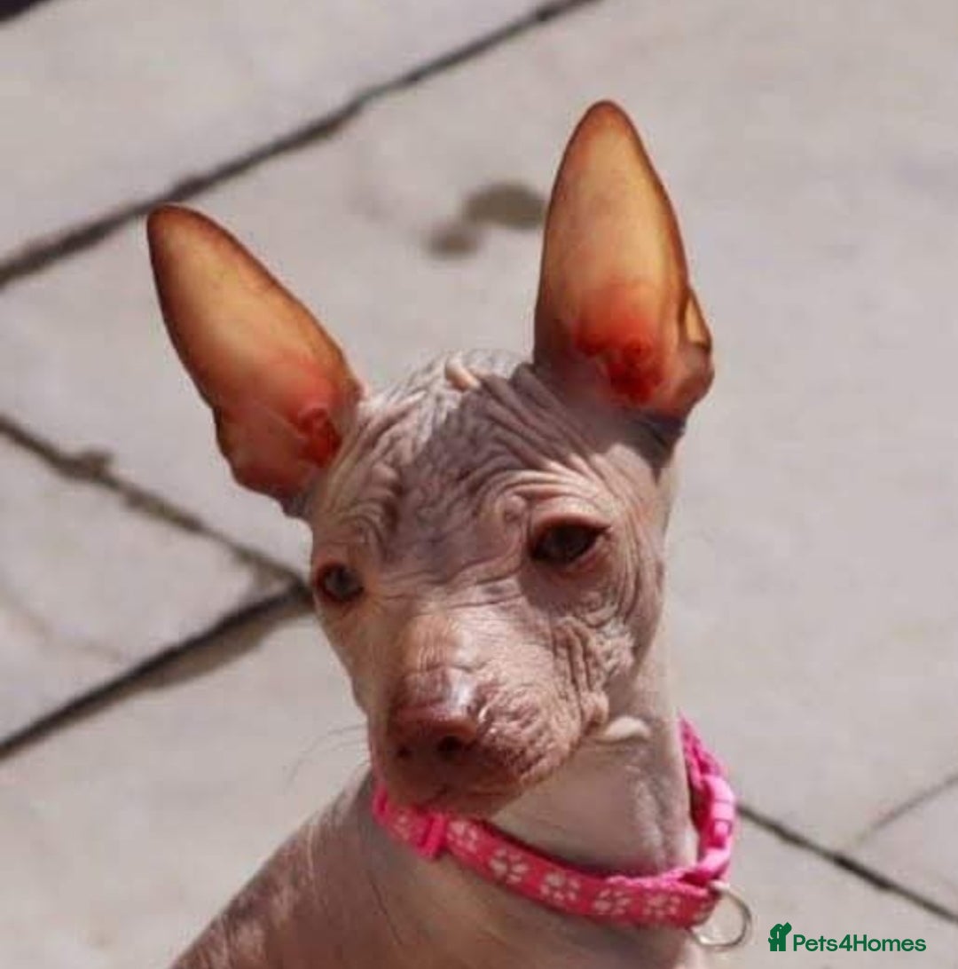 Mexican Hairless dogs for sale:  1 mini boy red  2000 mini black girl 2000. - Image 11